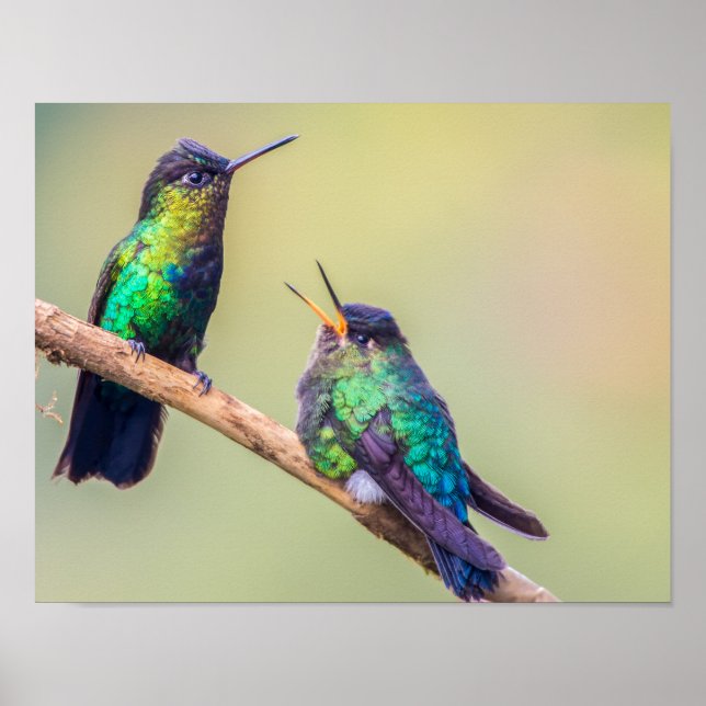 Colourful Hummingbird Couple Perched Together Poster (Front)