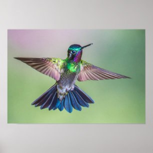 Colourful Hummingbird in Flight Poster
