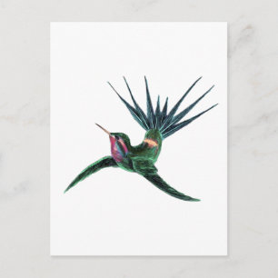 Colourful Hummingbird Postcard