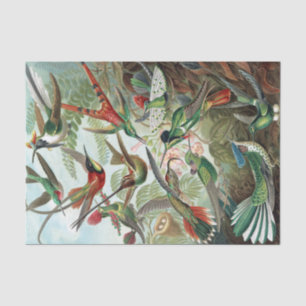 Colourful Hummingbirds by Ernst Haeckel Poster Tissue Paper