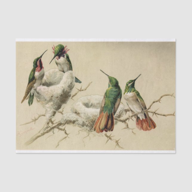 Colourful Hummingbirds with Nest, Hector Giacomell Tissue Paper (Front)