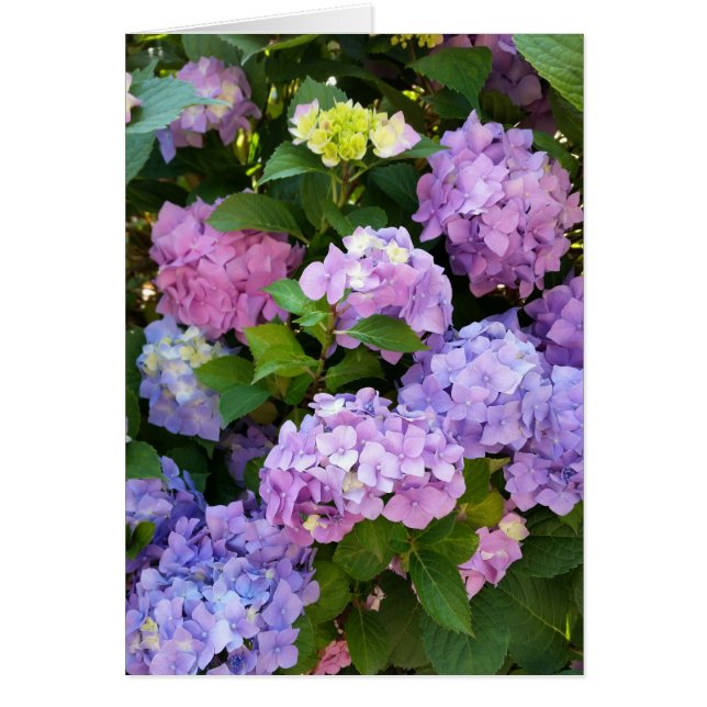 colourful hydrangea (Front)