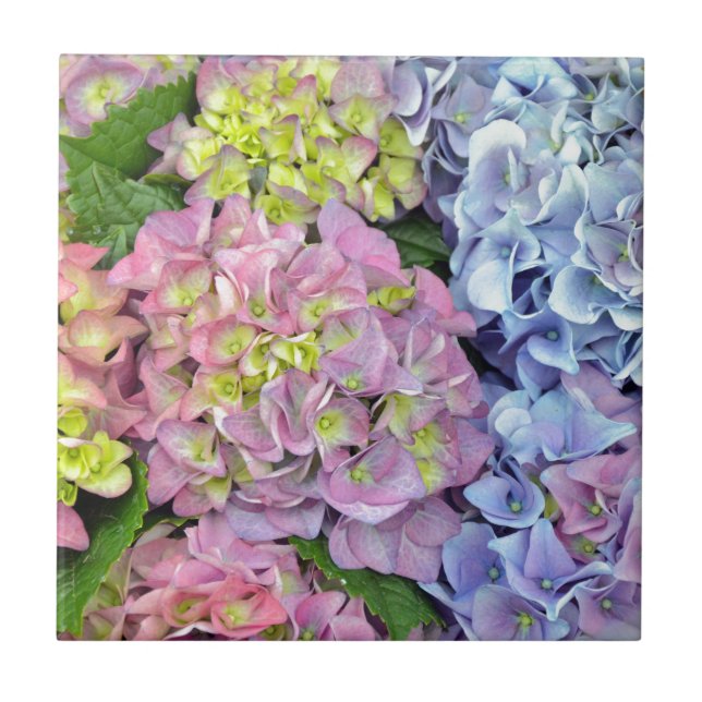 Colourful hydrangea flowers tile (Front)