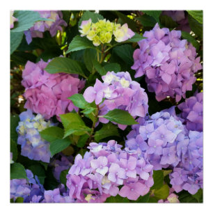 colourful hydrangea poster