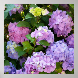 colourful hydrangea poster