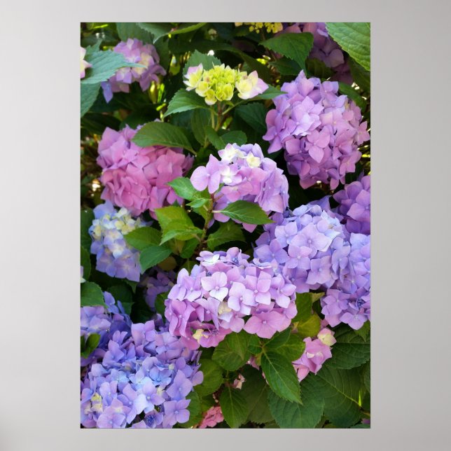 colourful hydrangea poster (Front)