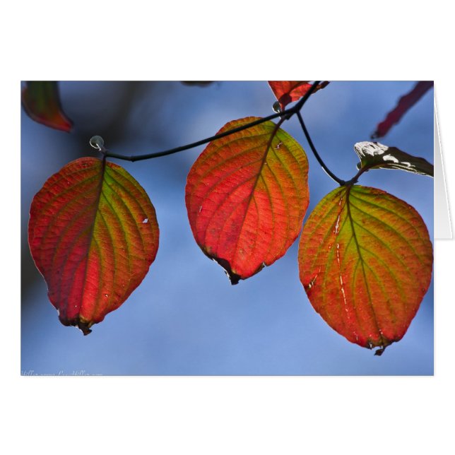 Colourful Illuminated Autumn Leaves Trio (Front Horizontal)
