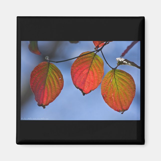 Colourful Illuminated Autumn Leaves Trio Magnet (Front)