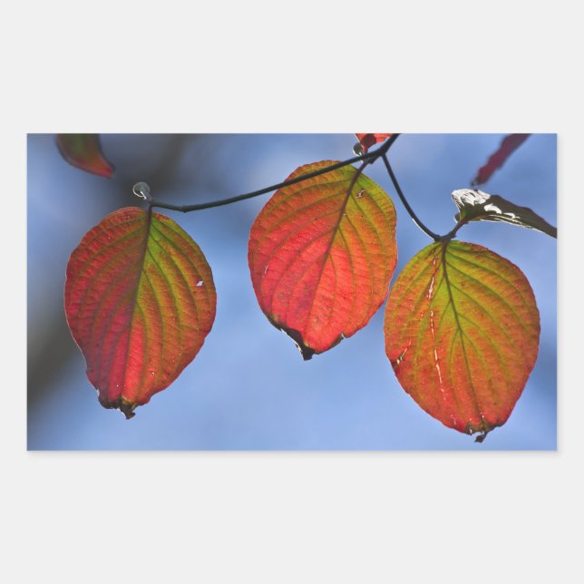 Colourful Illuminated Autumn Leaves Trio Rectangular Sticker (Front)