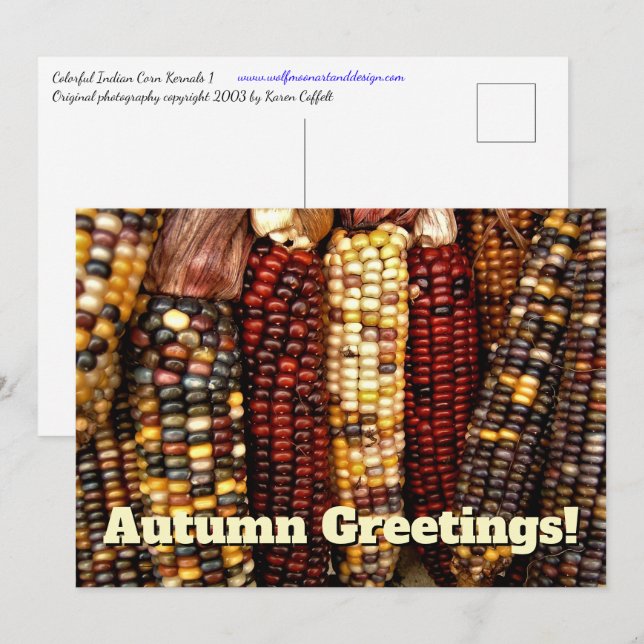 Colourful Indian Corn Kernels Photo Postcard (Front/Back)