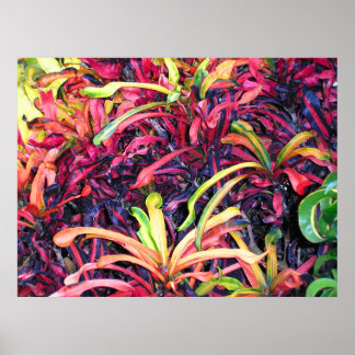 Colourful Ivy - Poster