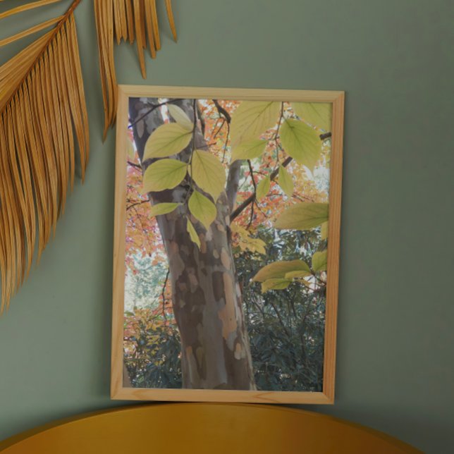 Colourful Japanese Stewartia Tree Photo Print (In Situ Framed)