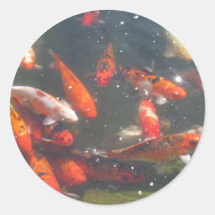 Colourful Koi Fish In a Pond Classic Round Sticker