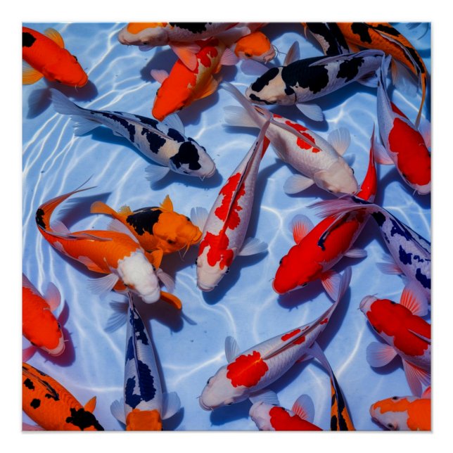 Colourful Koi Pool Wall Art Poster (Front)