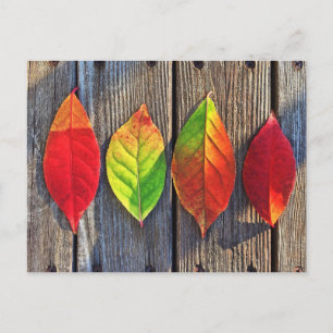 Colourful leaves postcard