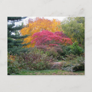 Colourful Leaves Postcard