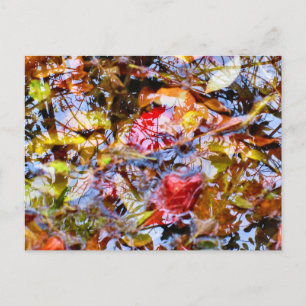 Colourful Leaves Shapes Tree Reflections in Water Postcard