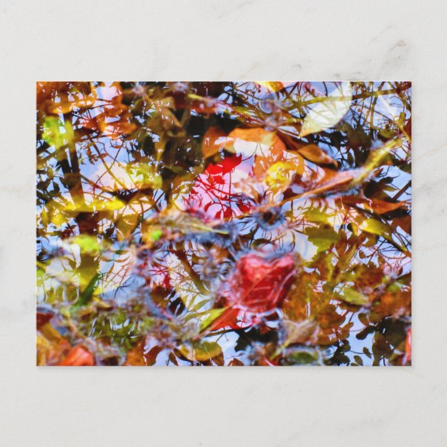 Colourful Leaves Shapes Tree Reflections in Water Postcard (Front)