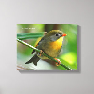 Colourful Leiothrix / Pekin Robin Songbird Canvas Print