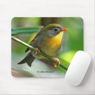 Colourful Leiothrix / Pekin Robin Songbird Mouse Mat