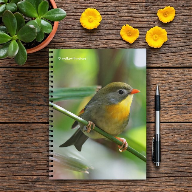 Colourful Leiothrix / Pekin Robin Songbird Notebook (Colorful Leiothrix Pekin Robin on the Branch Journal Cover Photo)