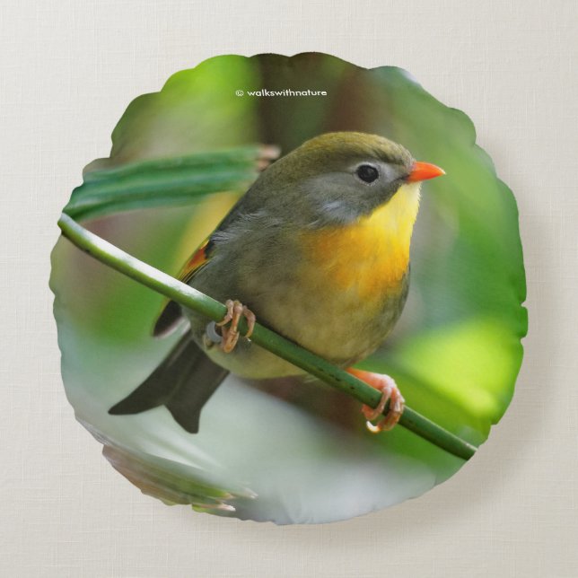 Colourful Leiothrix / Pekin Robin Songbird Round Cushion (Front)