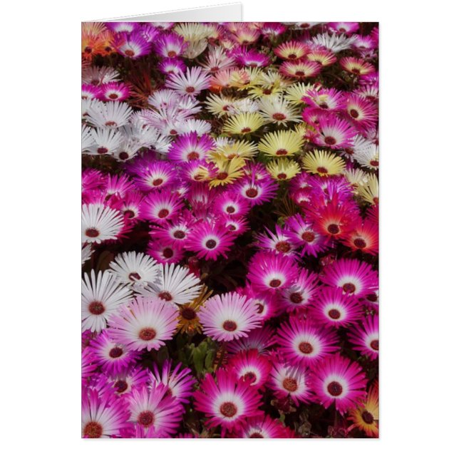 Colourful Livingstone Daisies Flowers (Front)