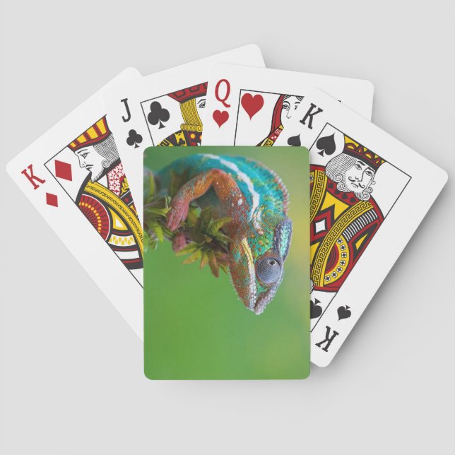 colourful lizard playing cards (Back)