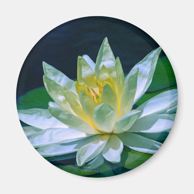Colourful Lotus Magnet (Front)