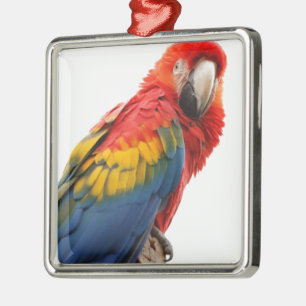 Colourful Macaw Chic Classy Mod Tropical Metal Tree Decoration