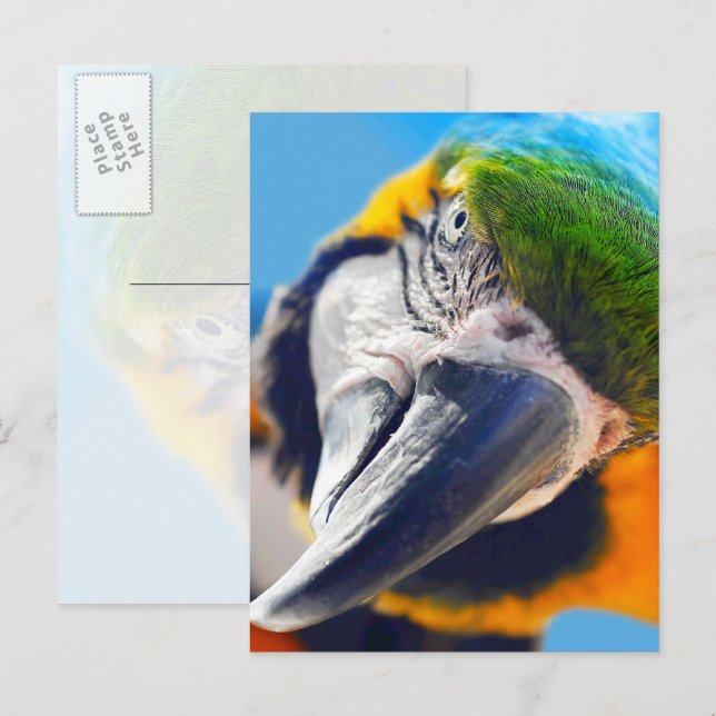 Colourful Macaw Face Postcard (Front/Back)
