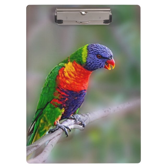 Colourful macaw parrot clipboard (Front)