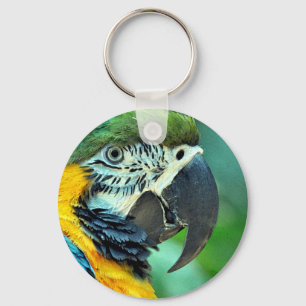 Colourful macaw parrot key ring