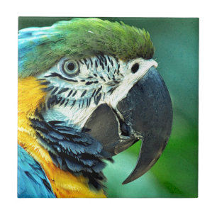 Colourful macaw parrot tile