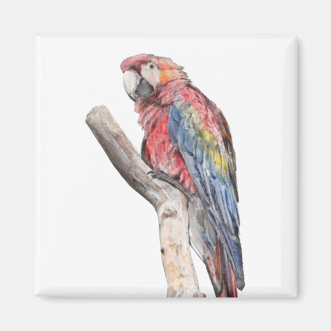 Colourful Macaw Parrot Watercolor Magnet (Front)