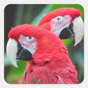 Colourful macaw parrots poster square sticker