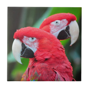 Colourful macaw parrots poster tile