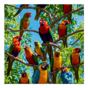 Colourful Macaws And Cockatoos Tropical Rainforest Poster