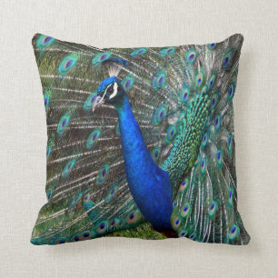 Colourful male peacock cushion