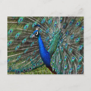 Colourful male peacock postcard