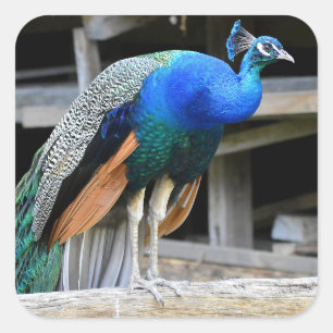 Colourful Male Peacock Square Sticker