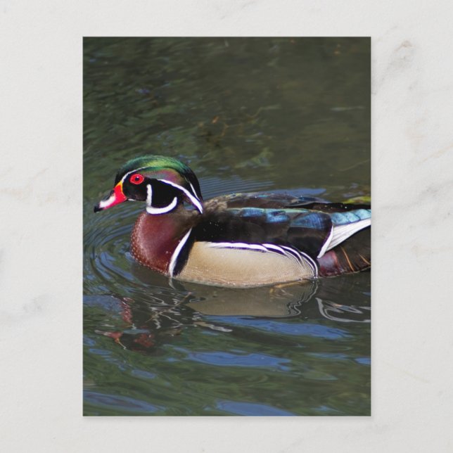 Colourful Male Wood Duck - Aix sponsa Postcard (Front)