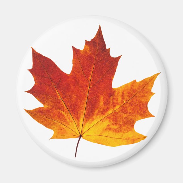 Colourful maple leaf magnet (Front)