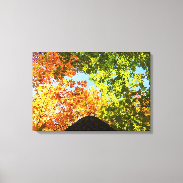 Colourful Maple Treetops Canvas Print (Front)