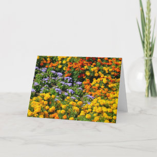 Colourful marigold flower garden greeting card