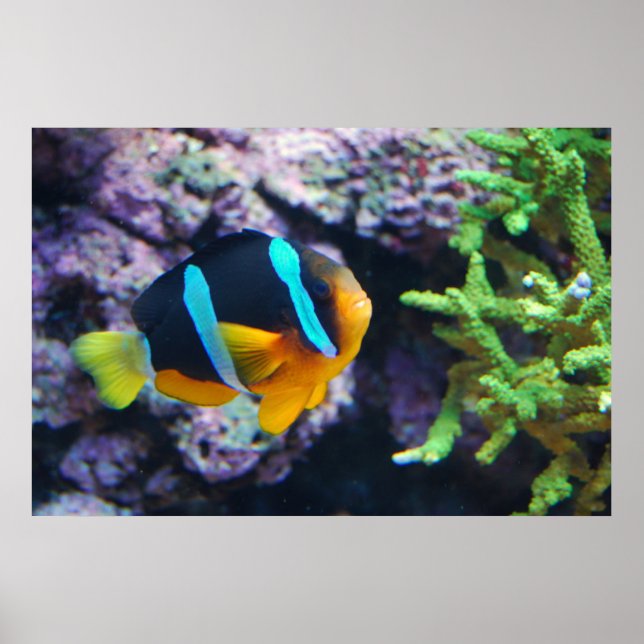Colourful Marine Life Poster (Front)