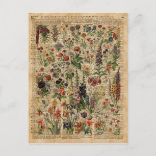 Colourful Meadow Flowers Herbs Dictionary Art Postcard
