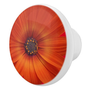 Colourful Medley of African Daisies Flowers Ceramic Knob