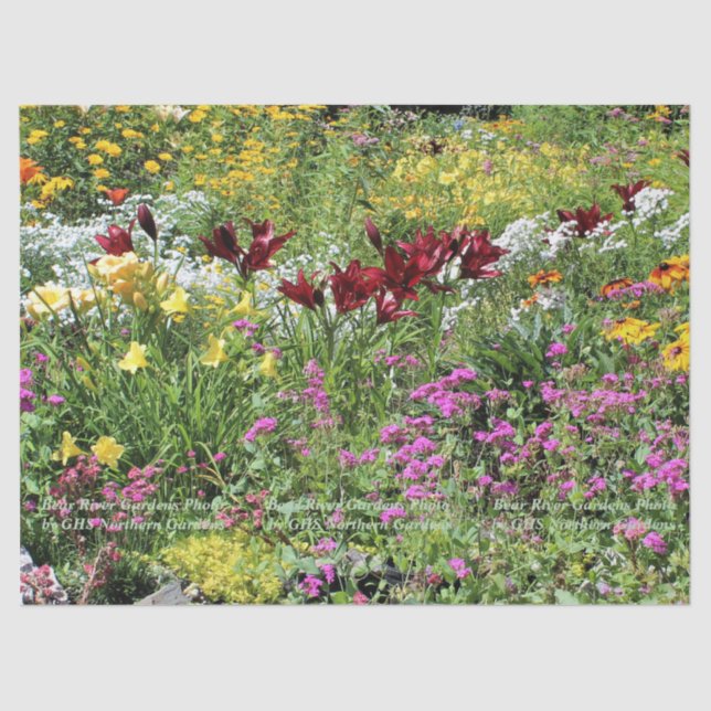Colourful Mid Summer Gardens! Tissue Paper (Front)