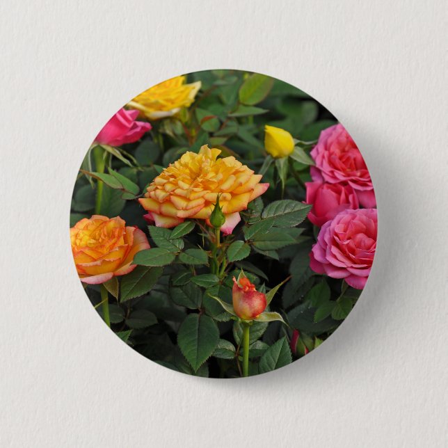 Colourful miniature roses 6 cm round badge (Front)